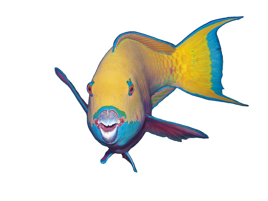 Parrotfish - Eye catching make up on white background -  Mixed Media by Ute Niemann