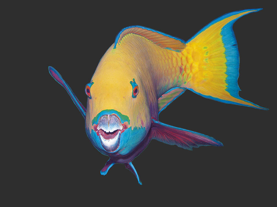 Parrotfish - Eye catching make up on dark background -  Mixed Media by Ute Niemann
