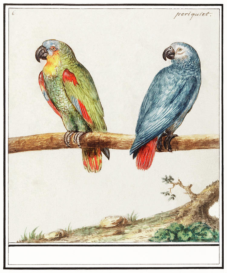Parrots Mixed Media by World Art Collective
