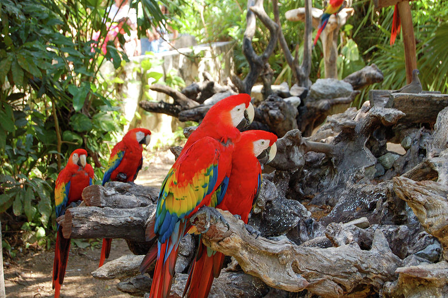 Parrots at Xcaret Photograph by William Scott Koenig