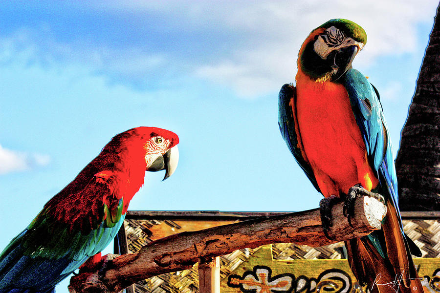 Parrots Photograph by Rick Harmon Shutterricky Photography Collections And