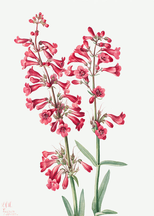 Parrys Penstemon Flowers. ByMary Vaux Walcott Painting by World Art Collective