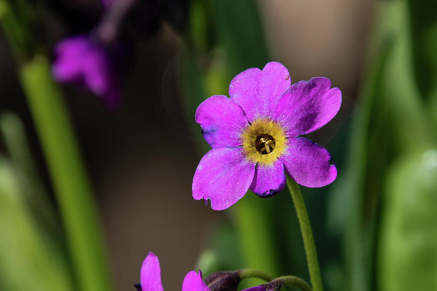 Parrys Primrose Solitary Bloom Photograph by Cascade Colors