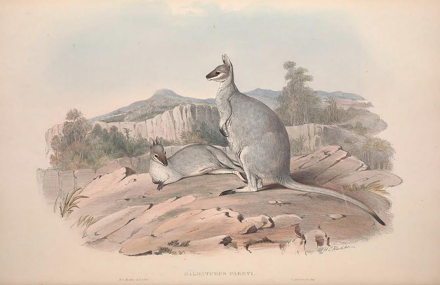 Parry's Wallaby Mixed Media by Australian Native Animals - Fine Art America