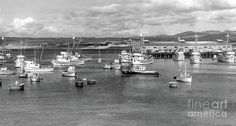 Monterey Photograph - Part of the Monterey fishing fleet of purse seiners at anchor Ma by Monterey County Historical Society