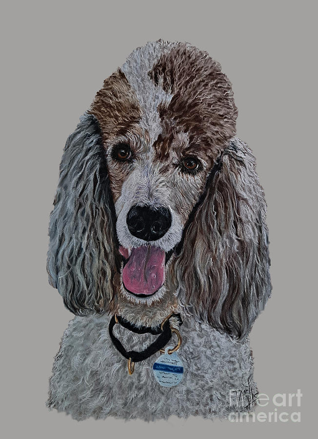 Parti-Colored Poodle Drawing by Terri Mills