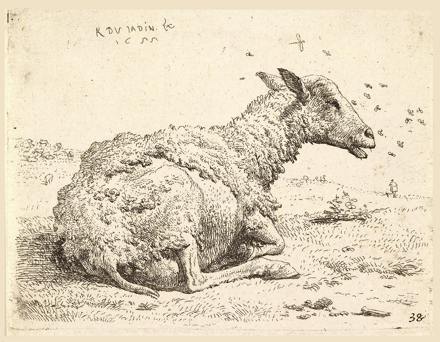 Partially shorn sheep lying in the grass with insects hovering around its hea Drawing by Karel Dujardin