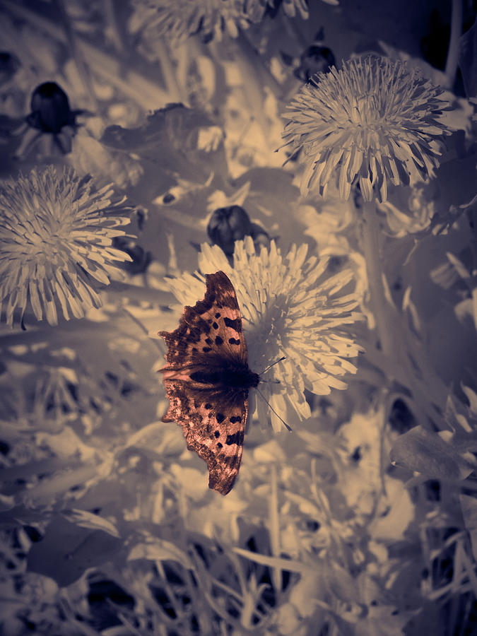 Partly colored butterfly. IR-photography Photograph by Jouko Lehto