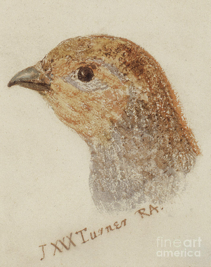 Partridge, from The Farnley Book of Birds Painting by Joseph Mallord William Turner