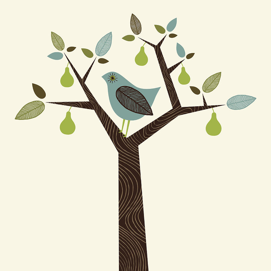 Partridge in a Pear Tree Drawing by Blondiegirl