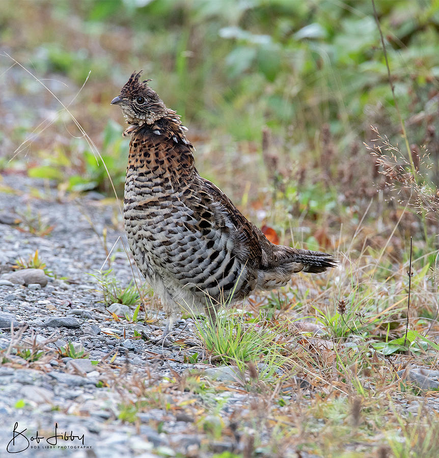 Partridge Maine Photograph by Robert Libby