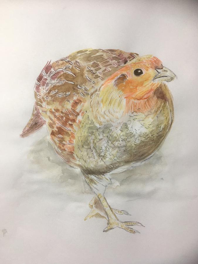 Partridge  Painting by Maxie Absell