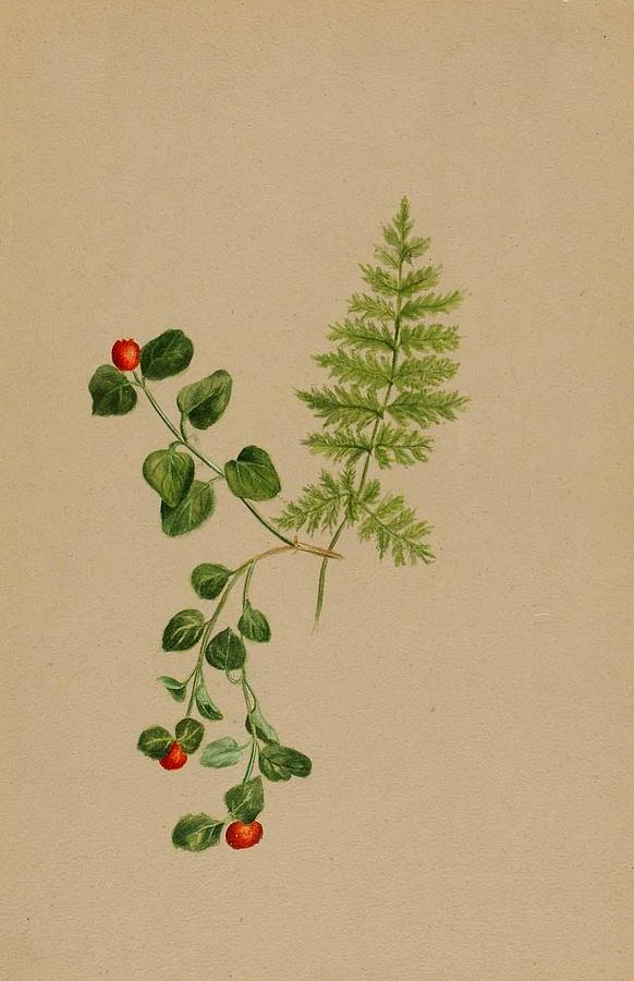 Partridgeberry Mitchella repens Painting by Mary Vaux Walcott
