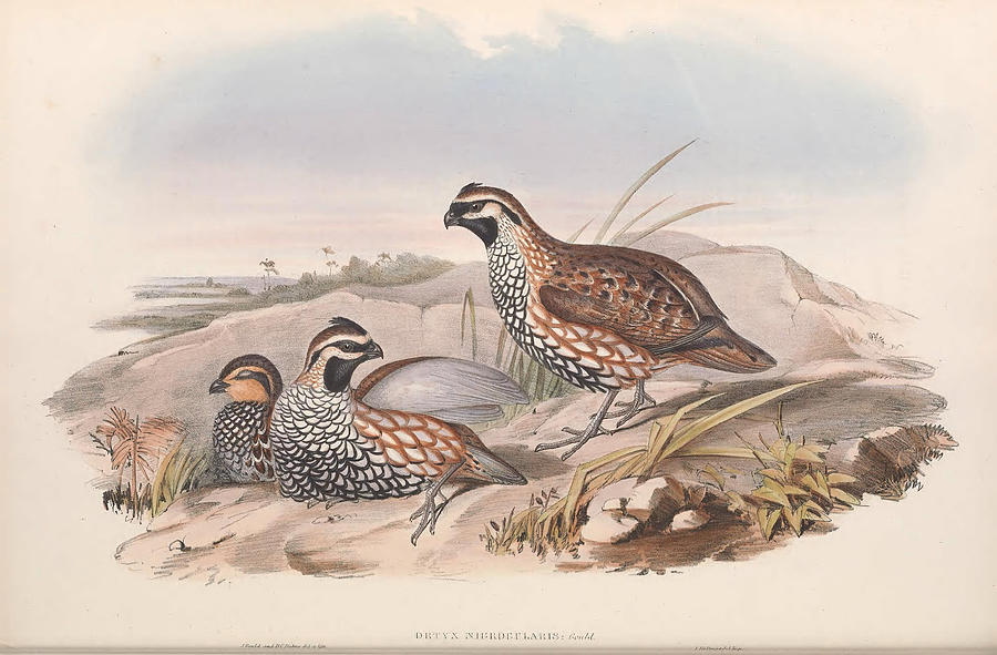 Partridges of America Painting by Celestial Images - Fine Art America