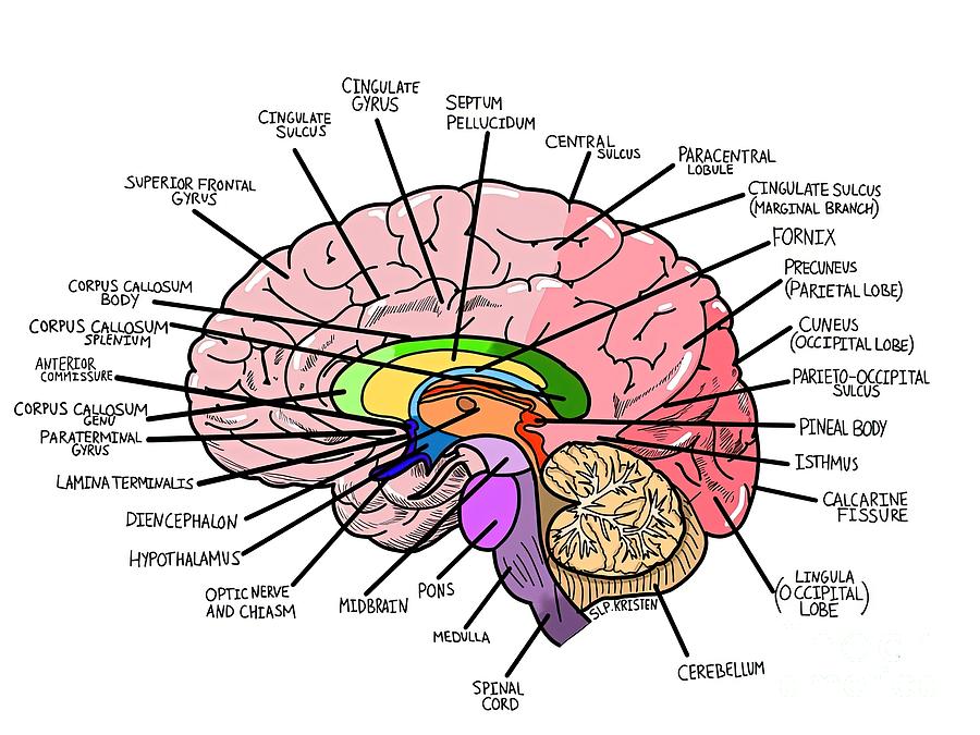 Parts of the brain with labels Painting by Rebecca Ashley - Fine Art ...