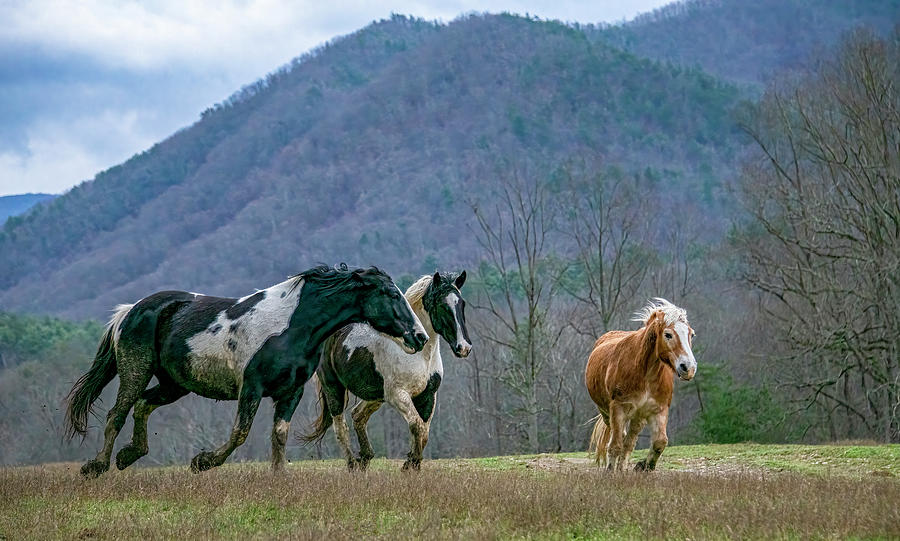 Party of Three, Cades Cove Horse Series Photograph by Marcy Wielfaert