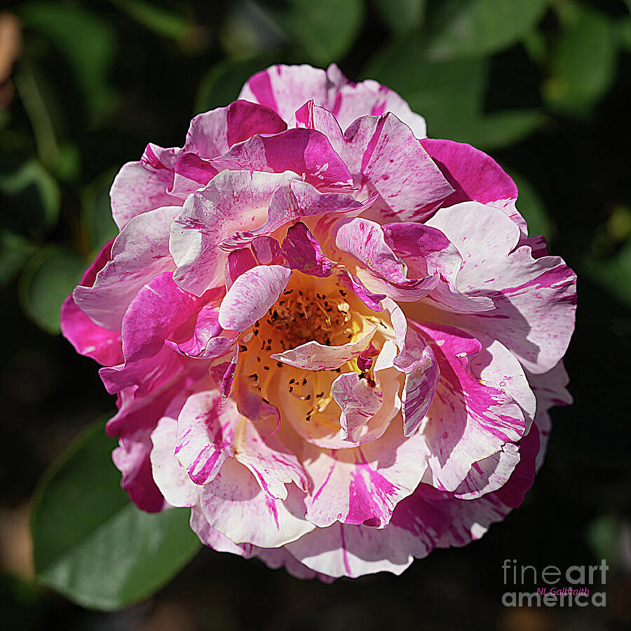 Nature Photograph - Party Rose by NL Galbraith Nature Photograph - Party Rose by NL Galbraith
