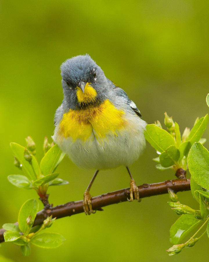 Parula Photograph by Timothy McIntyre