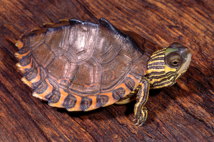 Pascagoula Map Turtle Photograph by Michael Redmer - Fine Art America