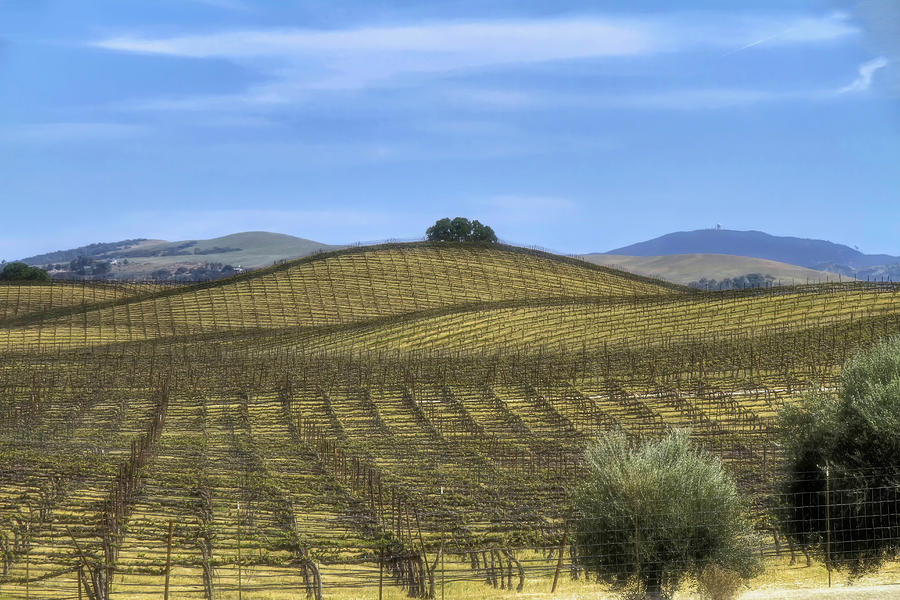 Paso Robles Vineyards Photograph by Donna Kennedy