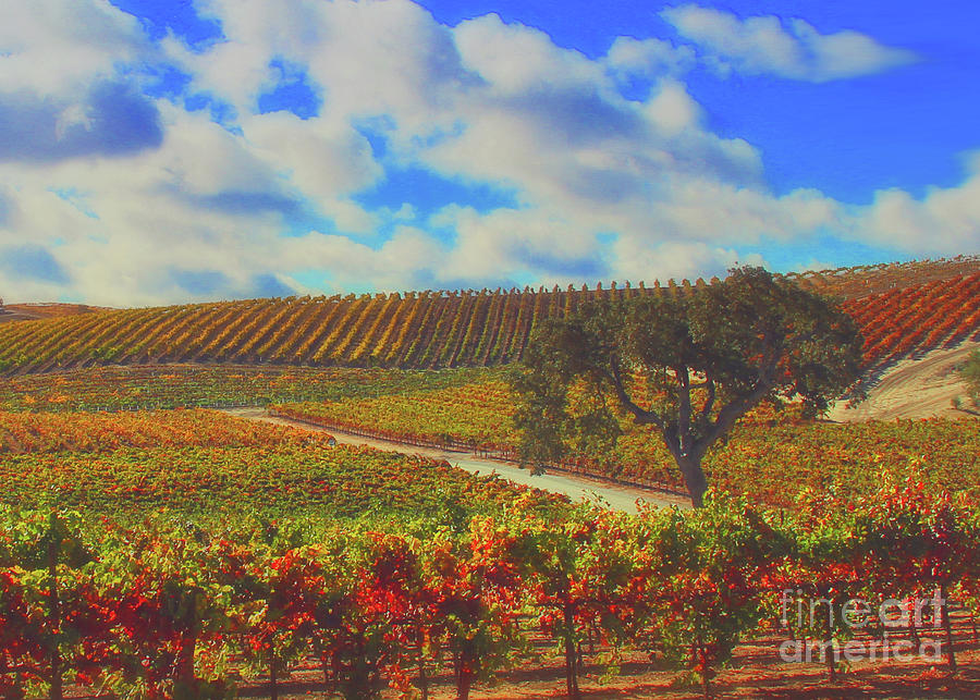 Wine Photograph - Paso Robles Wine Country by Stephanie Laird