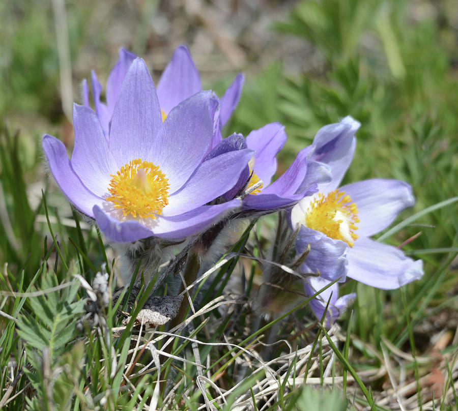 Pasque Flower 2 Photograph by Whispering Peaks Photography - Fine Art ...