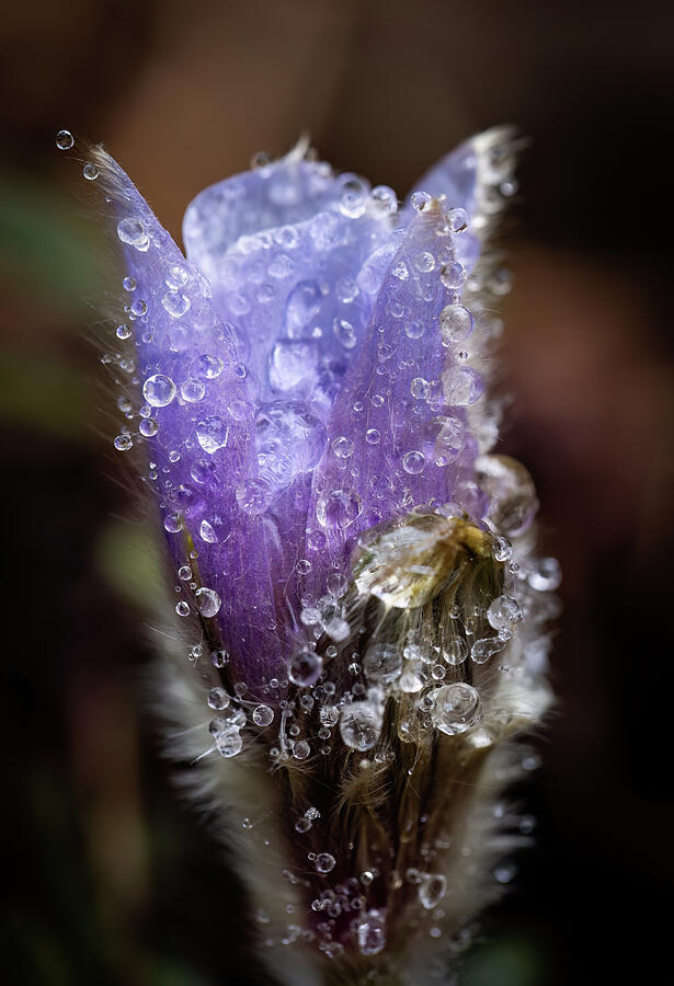 Spring Photograph - Pasque Flower in a Frozen Mist by Leith Sandness