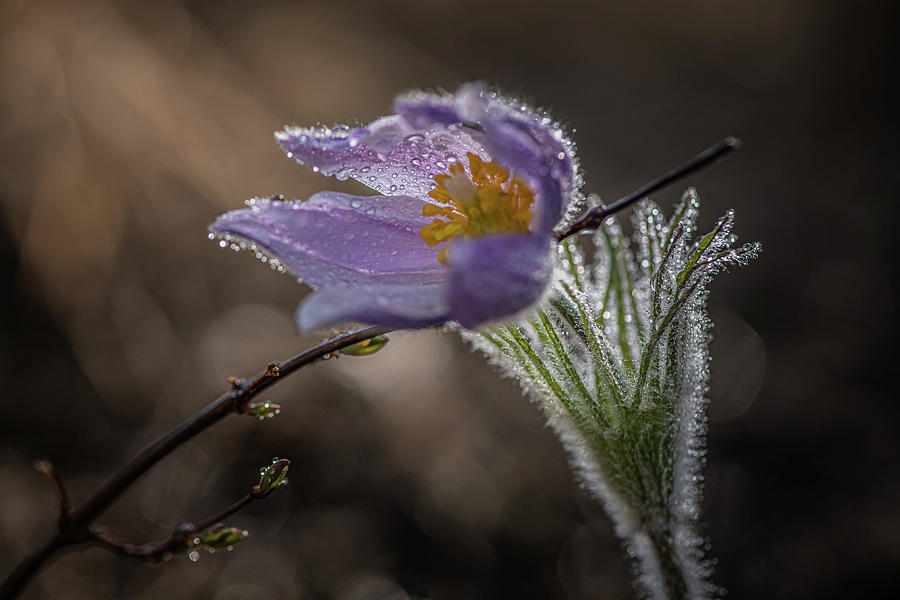 Pasque Flower In Morning Dew Photograph