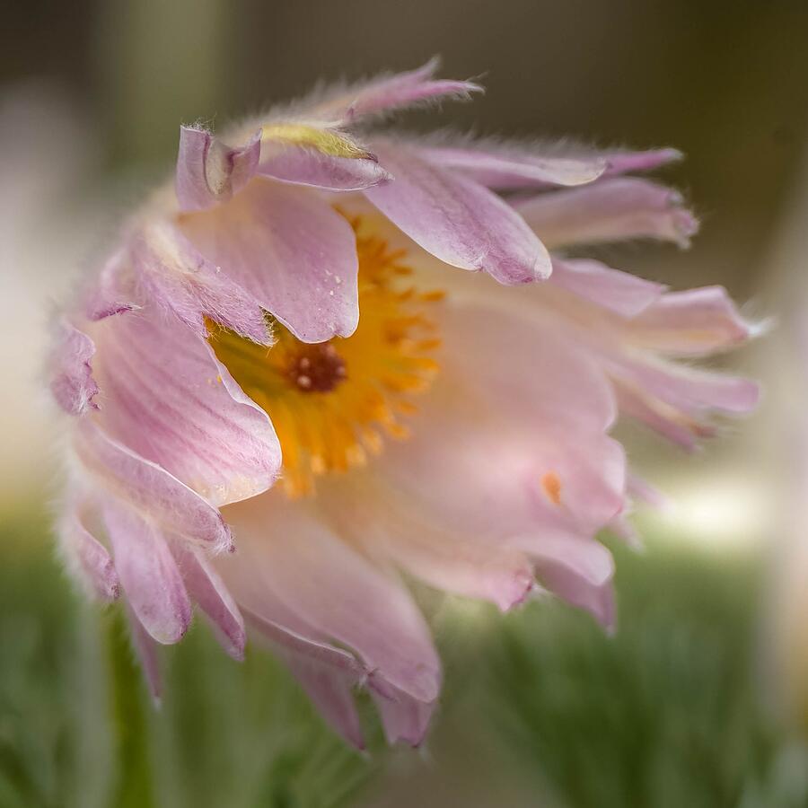Pasque Flower in the Wind Photograph by Susan Rydberg