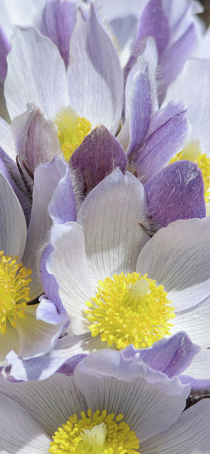 Pasque Flowers Macro Photograph by Whispering Peaks Photography