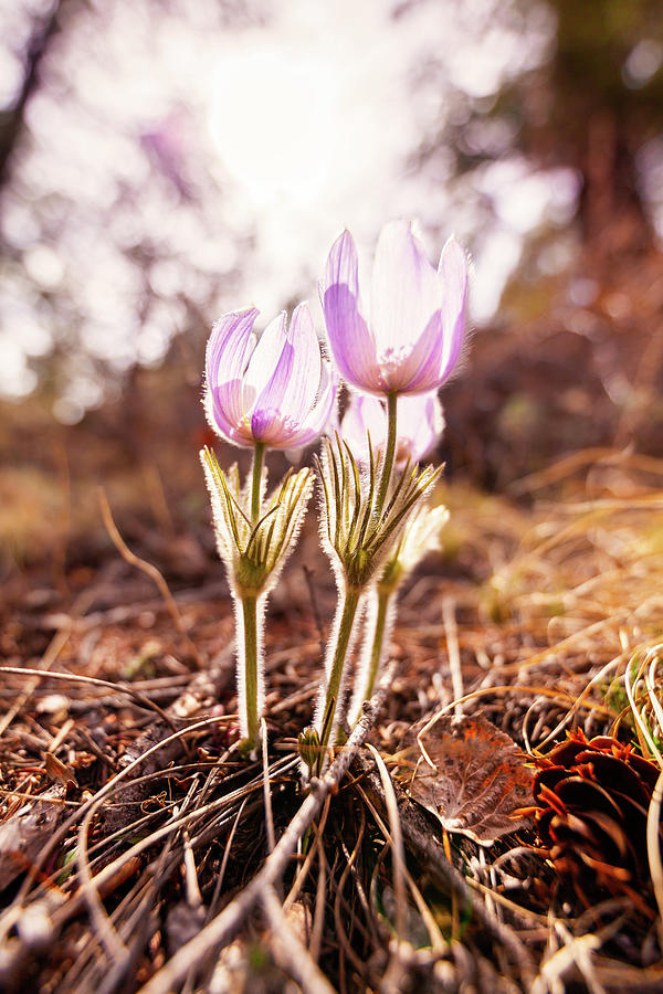 Pasqueflower Backlit by Sun Photograph by Jeanette Fellows