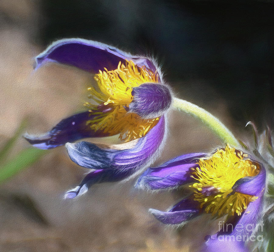 Pasqueflower Close Up  Photograph by Kerri Farley