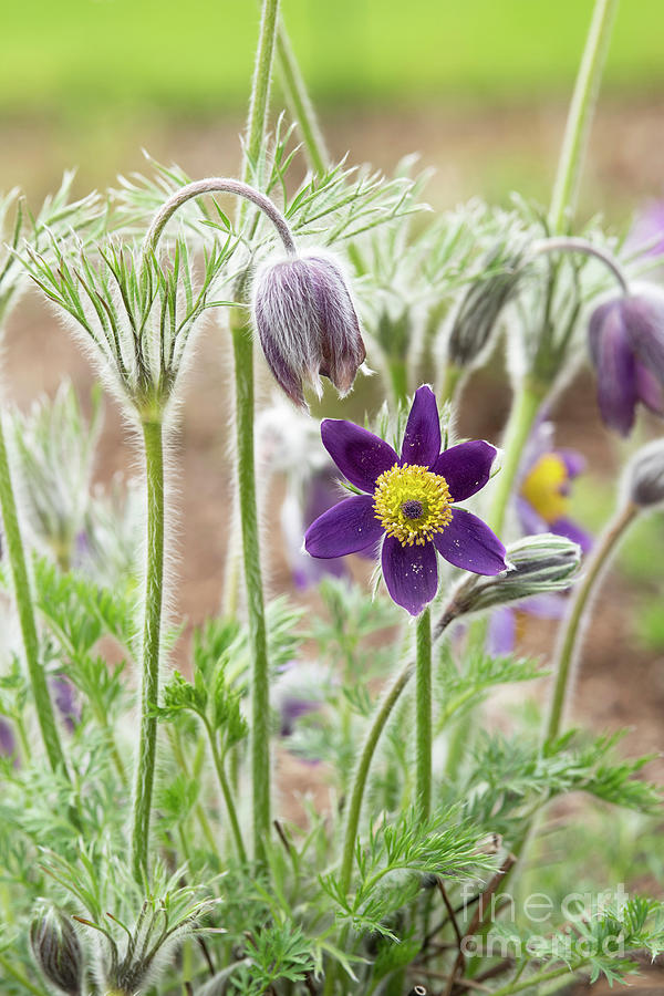 Nature Photograph - Pasqueflower in Spring by Tim Gainey