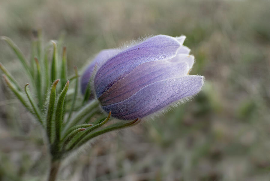 Spring Photograph - Pasqueflower by Karen Rispin