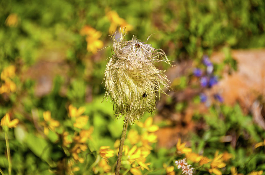 Pasqueflower Seed Head With Fly Photograph