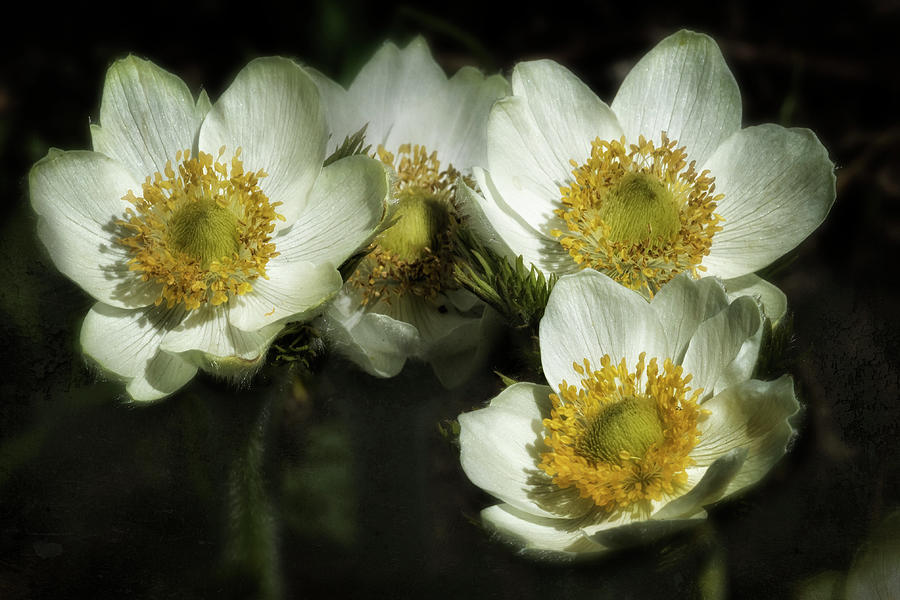 Pasqueflowers Photograph by Belinda Greb