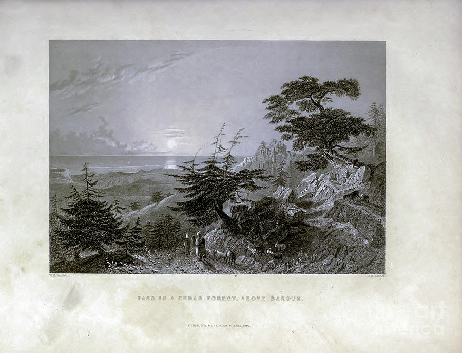 Pass in a Cedar forest t1 Photograph by Historic illustrations