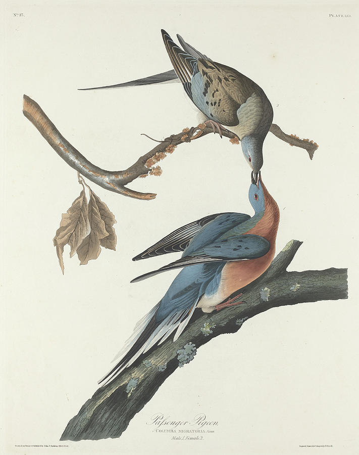 Passenger Pigeon, 1838 Painting by John James Audubon