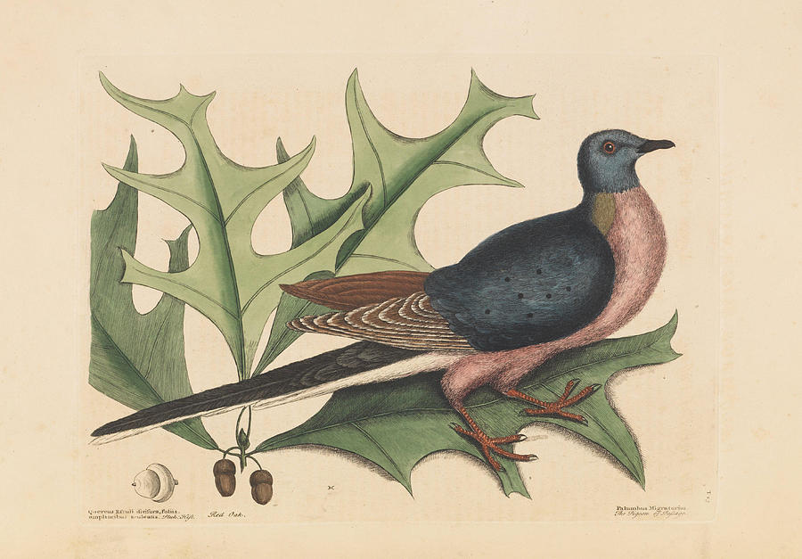 Passenger Pigeon Columbia migratoria Painting by Mark Catesby - Fine ...