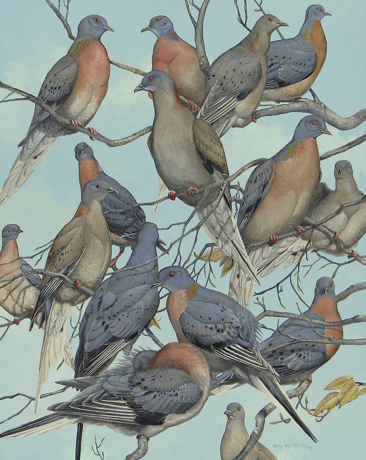 Passenger Pigeon Flock Up Close Painting by Barry Kent MacKay - Fine ...