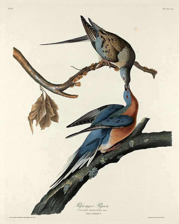 Passenger Pigeon Drawing by Robert Havell