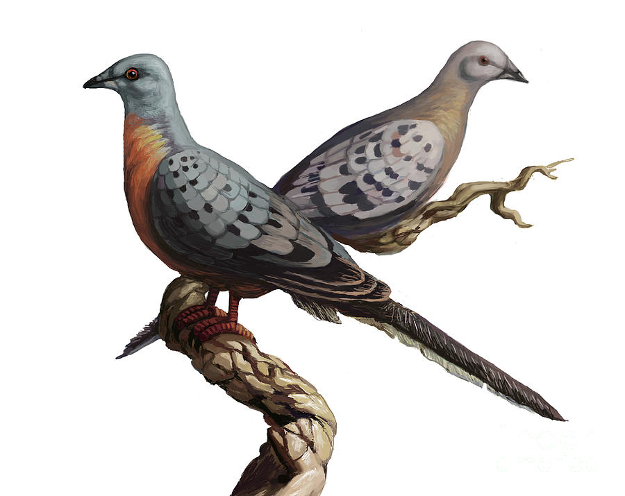 Pigeon Photograph - Passenger Pigeon  by Spencer Sutton