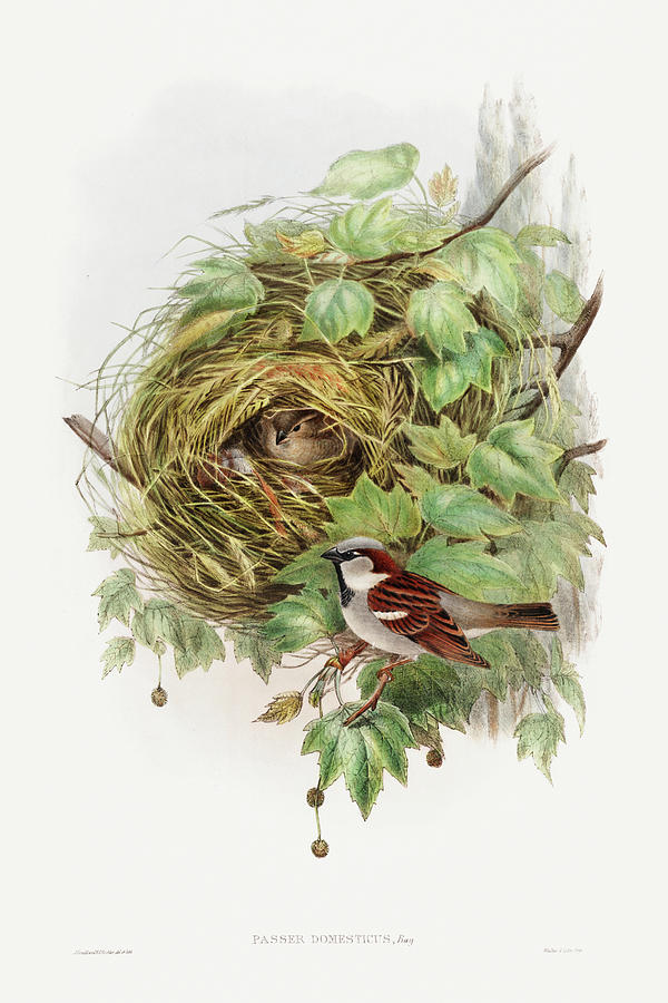 John Gould Drawing - Passer Domesticus, House Sparrow by John Gould