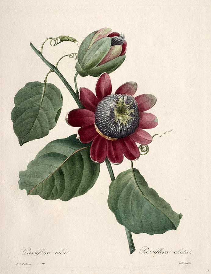 Passiflora alata Drawing by Henri-Joseph Redoute