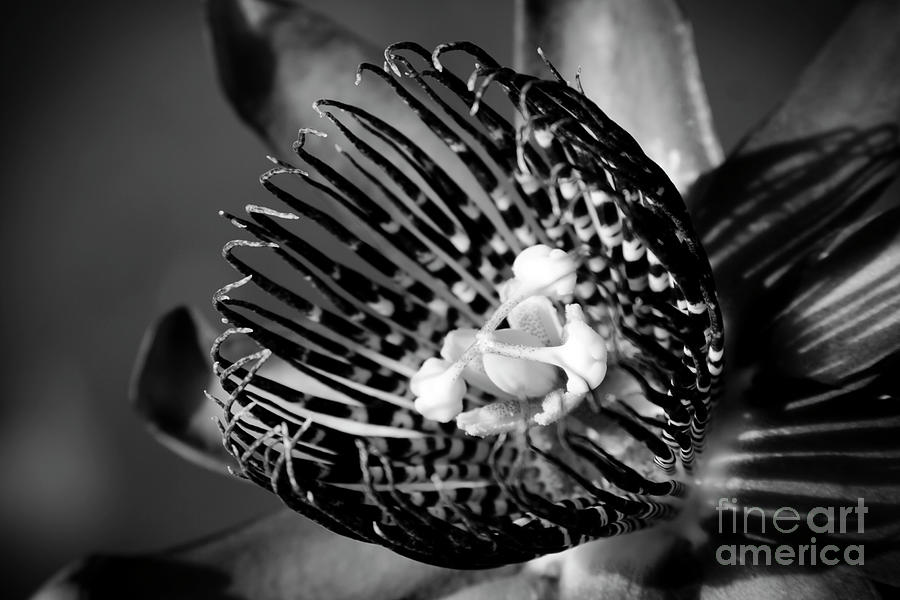 Passiflora alata Photograph by Sharon Mau