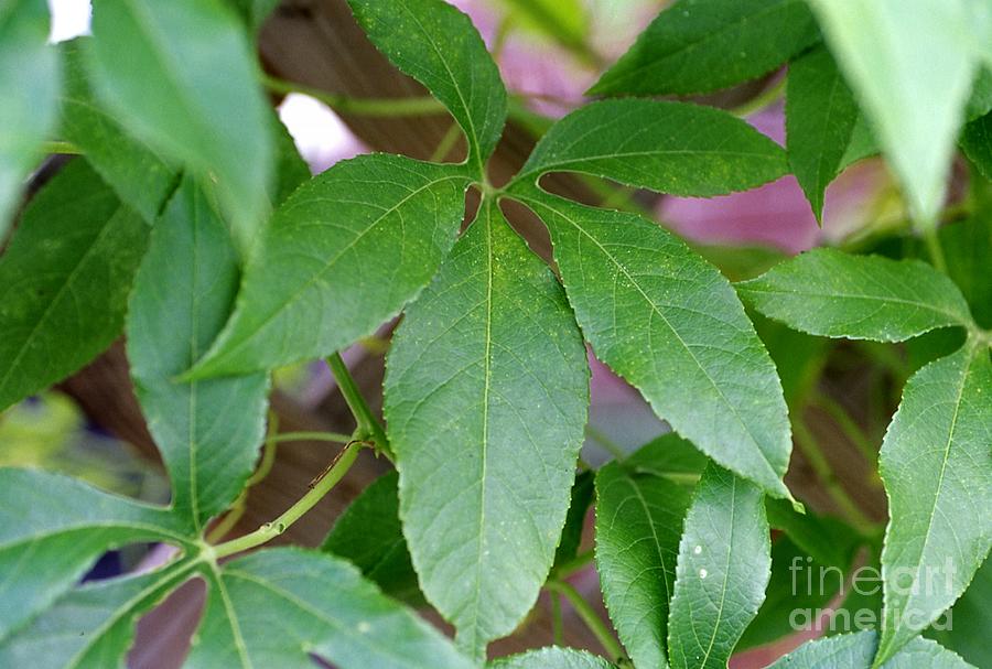 Passiflora caerulea - Blue Passion Flower Leaves Photograph by Cheryl ...