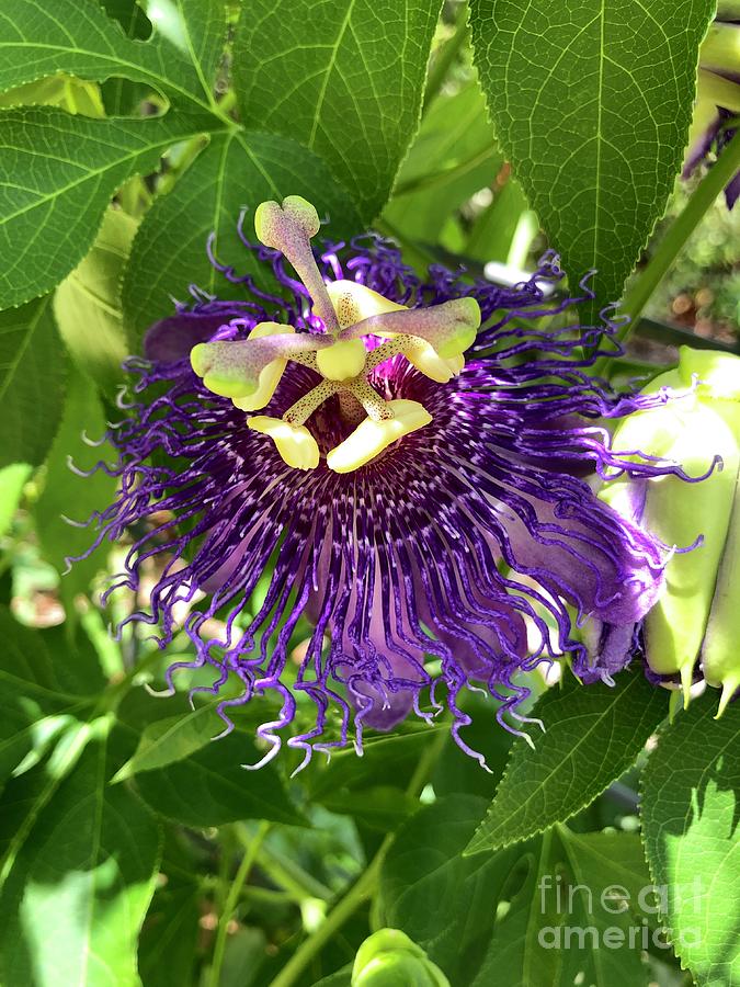Passiflora Photograph by Flavia Westerwelle