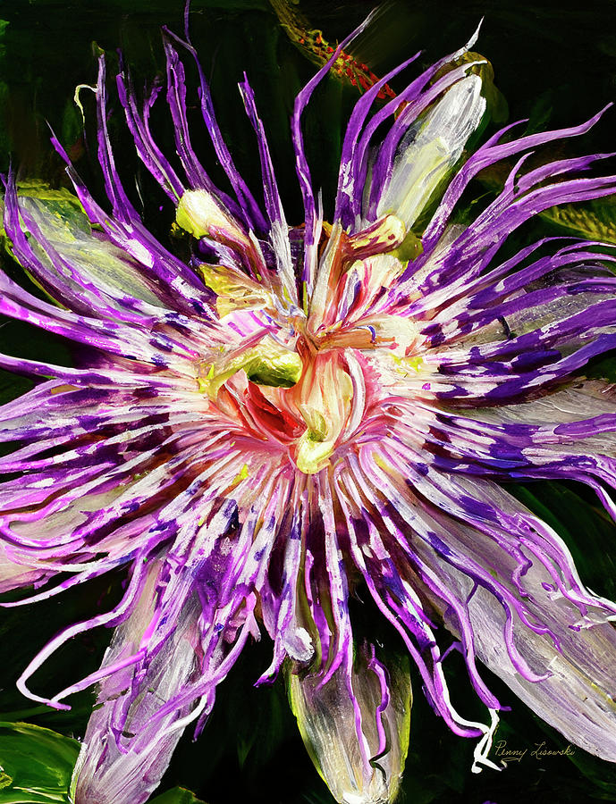 Passiflora Incarnata  Photograph by Penny Lisowski