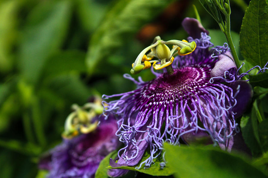 Passiflora incarnata Photograph by W Craig Photography