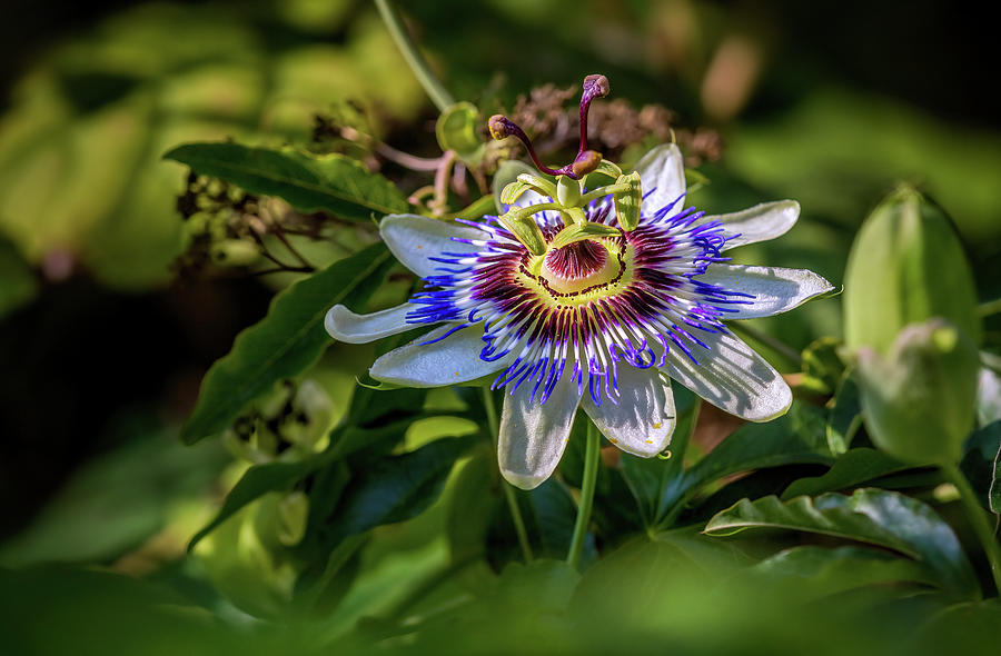 Passiflora Photograph by Olivier Parent